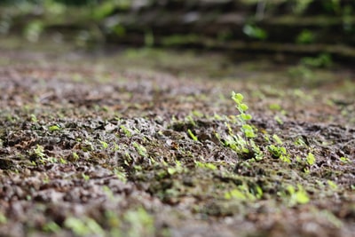 植物生长在地面
